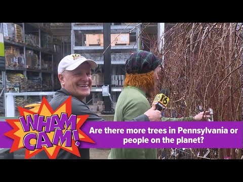 Are there more trees in Pennsylvania or people on the planet? | Wham Cam