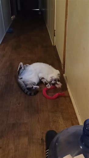 MR SIR IS FEELING A LOT BETTER TODAY AS YOU CAN SEE. #playful #catshorts #cat