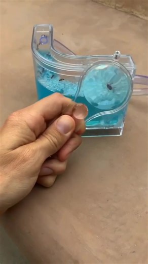 Good morning! ☀️🐜🐜🐜#antfarm #ant #foryou #fyp #antlife