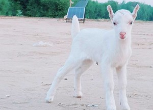 3.3K views · 300 reactions | Total 35 Goat or Rajan Puri Pink 33 goats as per final price 20000 is parcel on Naveed Goat form 2020 Verma month 19th date 03487484726 | Naveed Goat Farm | Facebook