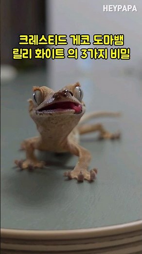 #크레스티드 #게코 #도마뱀 #릴리화이트 의 #3가지 #비밀