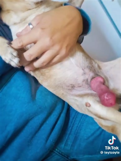 #foryoupage #doglove #dogsoftiktok #fypシ #fyp