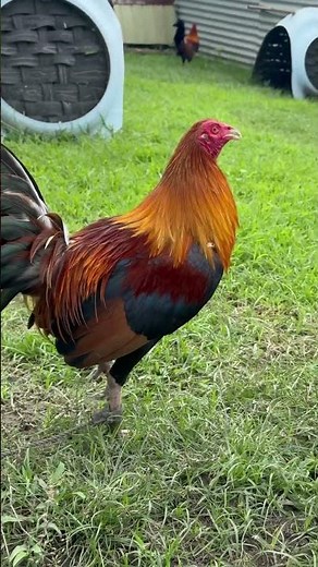 Sabong Bacolod 3x champion #farming #sabongkali #rooster #sabonglife #atong #gamefowl #chickentypes