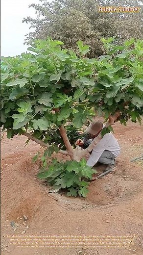 Taille du figuier : éliminer les pousses superflues pour préserver la santé de la structure