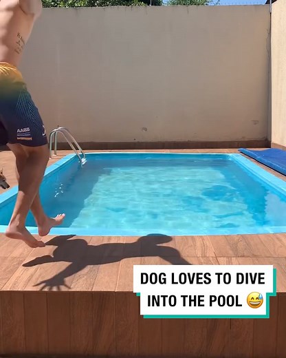 Dog loves to dive into the pool 💦 | Furry Tails
