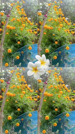 God Anima (@user9806663383000)’s videos with original sound - Pušhpã Vî😘🤗
