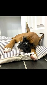 Spoil your furry companion with the perfect sleep! Fox Hound Luxury Boutique now offers a curated selection of premium beds, ensuring your furbaby rests in ultimate comfort. From plush pillows to supportive orthopedic designs, find the dreamiest bed for your beloved pet at Fox Hound. 🐾🐾 Luxury Boutique For Dogs and All Who Cherish Them 🐕❤️ Life is Better when Traveled with Dogs 🐕 Hours: Closed Sunday and Monday Tuesday - Friday 10 AM - 5 PM Saturday 10 AM - 3 PM 108 East Mount Vernon Street,