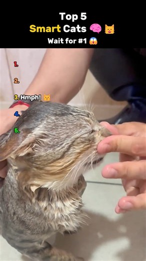 Top 5 Smartest Cats Ever 🧠🐱