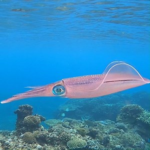 3.2K views · 133 reactions | Last week Marine Biologist Jacinta...