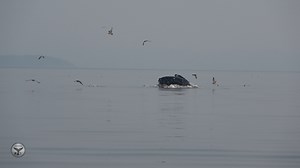 1.6K views · 48 reactions | Amazing video of a "Lunge" feeding...