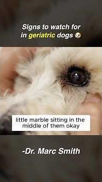 Common Geriatric Dog Issues with Marc Smith, DVM, MS