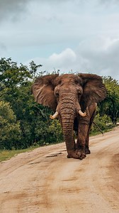 I am Africa….. the mother……the spirit ✨ Moments of absolute bliss while in the bush after fresh rainfall today. A true representation of never knowing what’s waiting around the next corner. Www.myafrica.co.za | My Africa