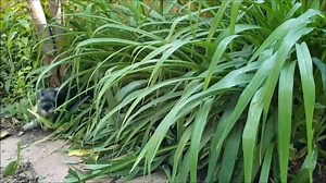 85K views · 2.1K reactions | Captured On Tape! The Rare & Elusive Jungle Puppy!! | American Miniature Schnauzer Club | Facebook