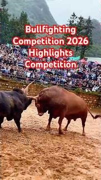 #Bullfight Monents#bullfightingculture #Spanish bullfighting#Bullfighter