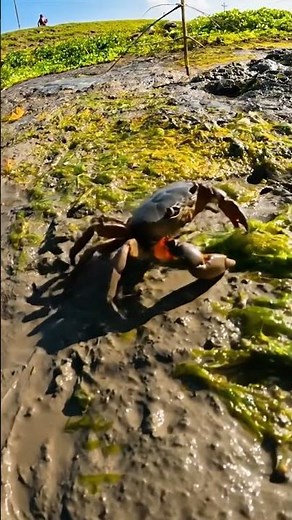 Amazing Crab Behavior in Dry Pond Mud | Nature Moment