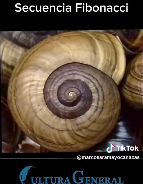 Explorando la Secuencia de Fibonacci y sus Aplicaciones