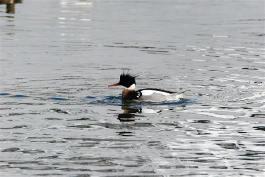 This elegant diving duck uses a saw-like bill to catch fish