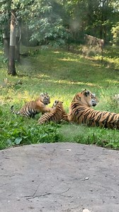 17K views · 4.2K reactions | The cubs are learning how to tiger  . . #MNZoo #AmurTiger #Tiger | Minnesota Zoo | Facebook