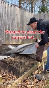 Embracing my inner Italian on St. Paddy’s Day by keeping my garden mole-free with the power of granulated garlic! Did you know that garlic contains sulfur compounds that emit strong odors underground, deterring moles from tunneling through? It’s like a natural repellent that not only protects my plants but also adds a touch of Mediterranean flair to my green space. Who needs luck when you’ve got garlic? 🍀🇮🇹 | Paul Avellino