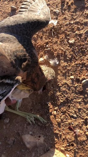 Hawk vs Pigeon: Nature's Raw Predator-Prey Encounter