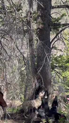BEAR TREED WITH HOUNDS! #dogs #hounds #puppy #hunting #wildlife #oso #bear #flatfoot #bearhug #bruin