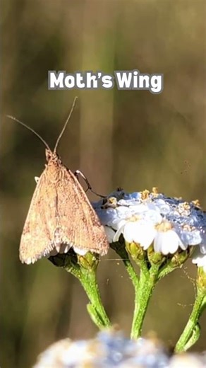Moth Wing Under a Microscope | Tiny Details You Can’t See Without Zooming In