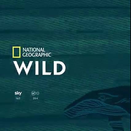 The ocean covers over 70% of the planet. It is our life source, supporting humanity’s sustenance and that of every other organism on earth. The ocean produces at least half of the planet’s oxygen, it is home to most of Earth’s biodiversity, and is the main source of protein for more than a billion people around the world. Nat Geo WILD Sundays will be dedicated to oceans and the marine fauna that lives under its waters. Discover the wonders of the oceans in World Oceans Month, premiering Sunday 4