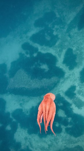 How amazing is that creature, have you ever seen? 💫🐙 #octopus #pulpo #swimming #wildlife #wildanimals #sealife #freediving #freedive #snorkeling #snorkel #underwater #pressure #asmr #relaxation #hypnosis #fish #alicante #javea #spain #valencia #adventure #gopro #epic