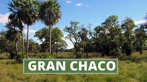 63K views · 462 reactions | The South American Gran Chaco is the...