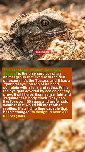 The Reptile with a Hidden Third Eye Rare Wil