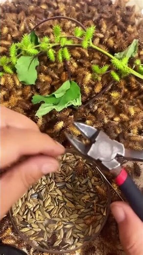 Extraction process of plant seed medicinal materials