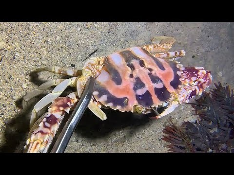 Connect with Dr. FJ is live