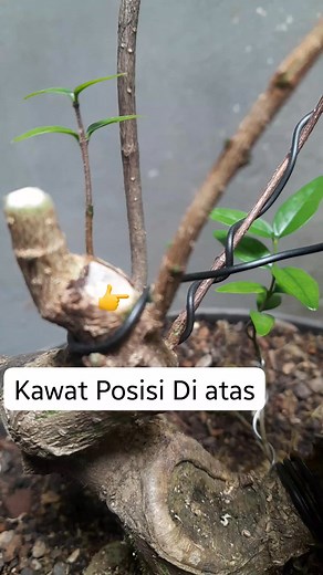 wire tree branches #wiring #wire #bonsai | Sant Art