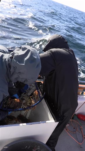 Another Ambush full of dungeness crab aboard the CalDawn! | Promar & Ahi USA