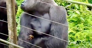 Large Dominant Gorilla Becomes BFFs With Small Bush Baby
