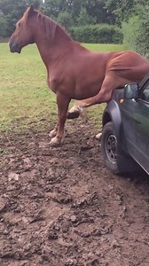 This horse really had to scratch an itch 😂😂 Credit: Newsflare | Animal Channel