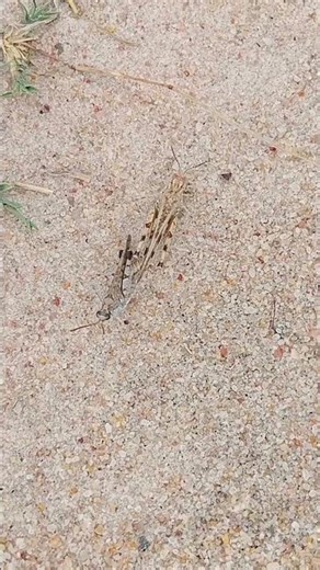 Locust Mating involves males mounting females for 4-10 hours