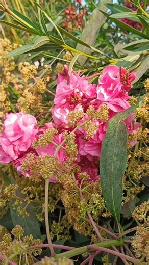 Beautiful Oleander Flower 🌷#shorts