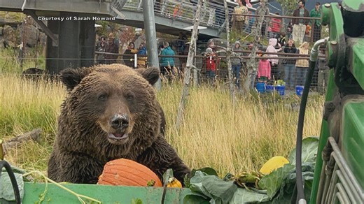 Big vegetables for big appetites: Bears munch on produce from the Alaska State Fair