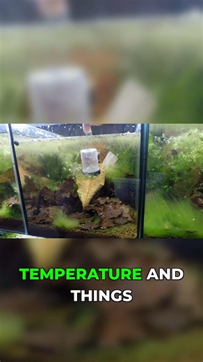 Water Change Tips: Matching Parameters & Shrimp Safety