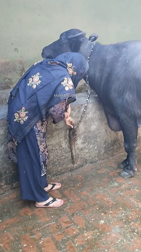 Animal farm 👉nice video 👍 #cow #buffalo #animal #villagefarming | Mamta Farmingzone