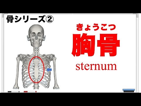 骨シリーズ②｜胸骨を詳しく解説！医療系の学生・身体の仕組みを知りたい方は必見の動画です。