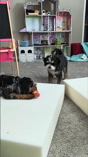 Who won the playroom toy battle? 😂