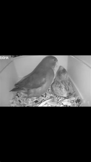 Part 22 of tricking my bird into adopting a baby bird as her own #PetJourney #BabyBird #TinkKiwi | Tinkkiwi