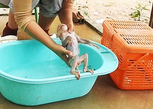 2.1K views · 97 reactions | Good Time for Baby Alien Take a Shower | Monkey Family | Facebook