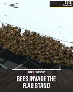 130K views · 971 reactions | Fontana was buzzing.  | NASCAR on FOX | Facebook