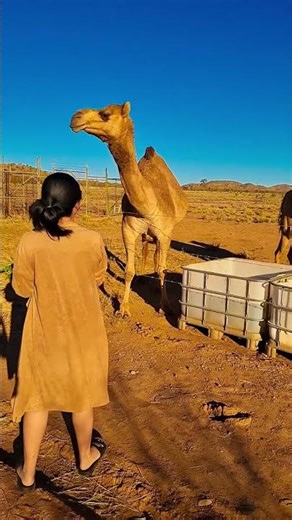 Camels in Outback Australia