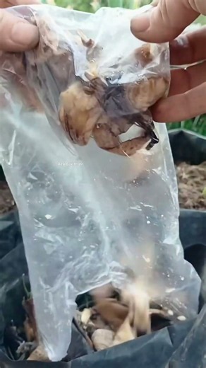 Turn Kitchen Scraps Into FREE Compost in One Bag! 🌱