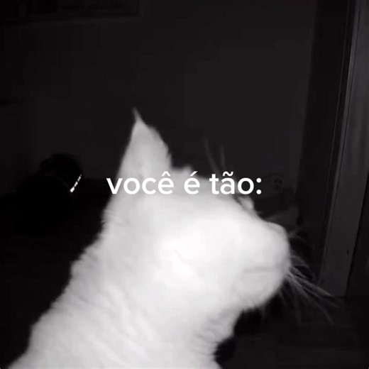 Gato Fofo e Engraçado: Fetch Me Their Soul