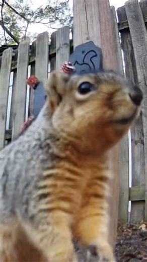 Overreacting Squirrel